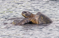 Galapagos Green Turtles (Chelonia mydas agassisi) (1). A mating pair being pursued by other males.