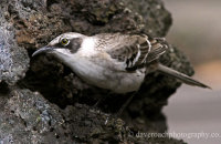 Galapagos Mockingbird foraging (Mimus parvulus) (1)