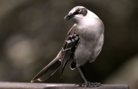 Galapagos Mockingbird (Mimus parvulus) (2)
