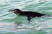 Galapagos Penguin (Spheniscis mendiculus) in the harbour.