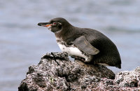 Galapagos Penguin (Spheniscis mendiculus) (1)