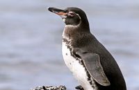 Galapagos Penguin (Spheniscis mendiculus) (2)