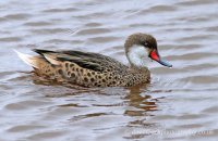 Galapagos Pintail (Anas bahamensis galapagensis)