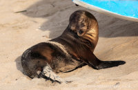 Or not..! Galapagos Sealion (Zalophus wollebacki) (8) enjoying the beach