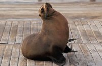 Galapagos Sealion (Zalophus wollebacki) (1) Resting on the jetty