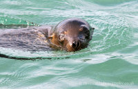 Galapagos Sealion (Zalophus wollebacki) (4)