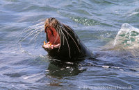 Galapagos Sealion bull (Zalophus wollebacki) (8)