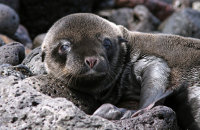 Recently-born Galapagos Sealion pup (Zalophus wollebacki) (4)