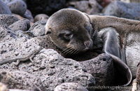 Galapagos Sealion pup (Zalophus wollebacki) (5)
