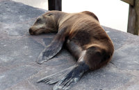 Galapagos Sealion (Zalophus wollebacki) (6) Asleep on the jetty