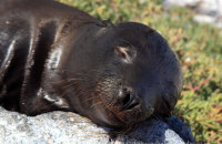 Galapagos Sealion (Zalophus wollebacki) (6)