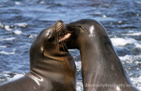Galapagos Sealions (Zalophus wollebacki) (2)