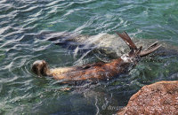 Galapagos Sealions (Zalophus wollebacki) (5) Playing in the harbour