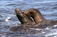Galapagos Sealions (Zalophus wollebacki) (1)