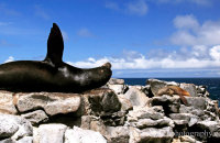 Galapagos Sealions (Zalophus wollebacki) (3) Resting on the cliffs at South Plaza