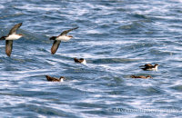 Galapagos Shearwaters (Puffinus galapagensis)