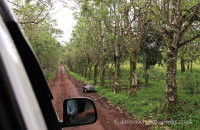 Galapagos traffic hazard! On the way to the tortoise ranch, Santa Cruz. (1)