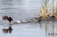 A nesting pair of Swamphens chasing off an intruder (Porphyrio porphyrio) 4