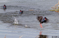 Purple Swamphens (Porphyrio porphyrio) 5