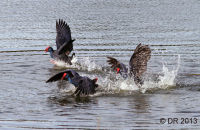 Purple Swamphens fighting (Porphyrio porphyrio) 3
