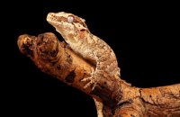 (i) 'Mitchell' - Gargoyle Gecko (Rhacodactylus auriculatus)
