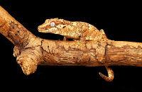(ii) Gargoyle Gecko (Rhacodactylus auriculatus)