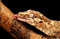 (iv) Gargoyle Gecko (Rhacodactylus auriculatus) licking water droplets from the branch