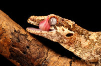 (v) Gargoyle Gecko (Rhacodactylus auriculatus)
