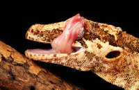 (vi) Gargoyle Gecko (Rhacodactylus auriculatus) cleaning water droplets from its eyes