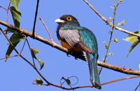 Gartered Trogon (Trogon caligatus)