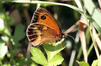 Gatekeeper (Pyronia tithonus)