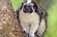 Geoffroy's Tamarin (Sanguinus geoffroyi) 1