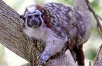 Geoffroy's Tamarin (Sanguinus geoffroyi) 2