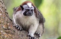 Geoffroy's Tamarin (Sanguinus geoffroyi) 3