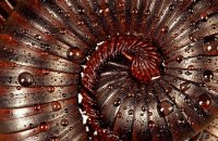 Giant Black Train Millipede (Archispirostreptus gigas)