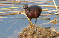 Glossy Ibis (Plegadis falcinellus) 2