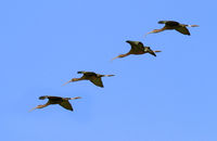 Glossy Ibis (Plegadis falcinellus) formation flying