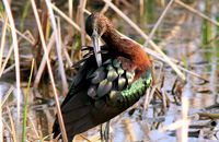 Glossy Ibis (Plegadis falcinellus) preening