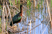 Glossy Ibis (Plegadis falcinellus)