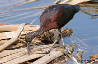 Glossy Ibis (Plegadis falcinellus) 1