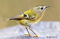 Goldcrest (Regulus regulus)