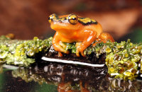 (ii) Golden Sedge Frog (Hyperolius puncticulatus)