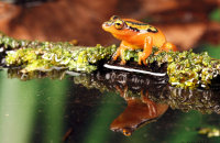 (iii) Golden Sedge Frog (Hyperolius puncticulatus)