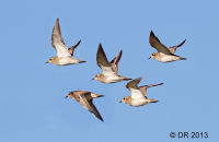 Golden Plovers (Pluvialis apricaria)