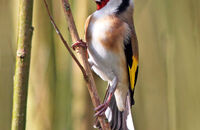 Goldfinch (Carduelis  carduelis) 1