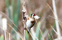 Goldfinch (Carduelis carduelis) 2. Gathering reedmace