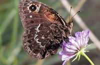 Great Sooty Satyr (Satyrus ferula)