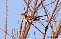 Great Spotted Cuckoo (Clamator glandarius) 1