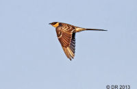Great Spotted Cuckoo (Clamator glandarius) 2