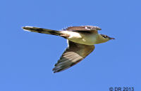 Great Spotted Cuckoo (Clamator glandarius) 3